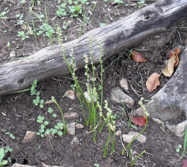 Triglochin laxiflorum / Giucastrello meridionale